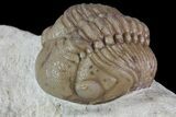 Detailed, Enrolled Lochovella (Reedops) Trilobite - Oklahoma #68631-4